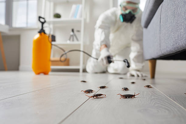 Post-Treatment Bed Bug Interceptor Monitoring in Flourtown
